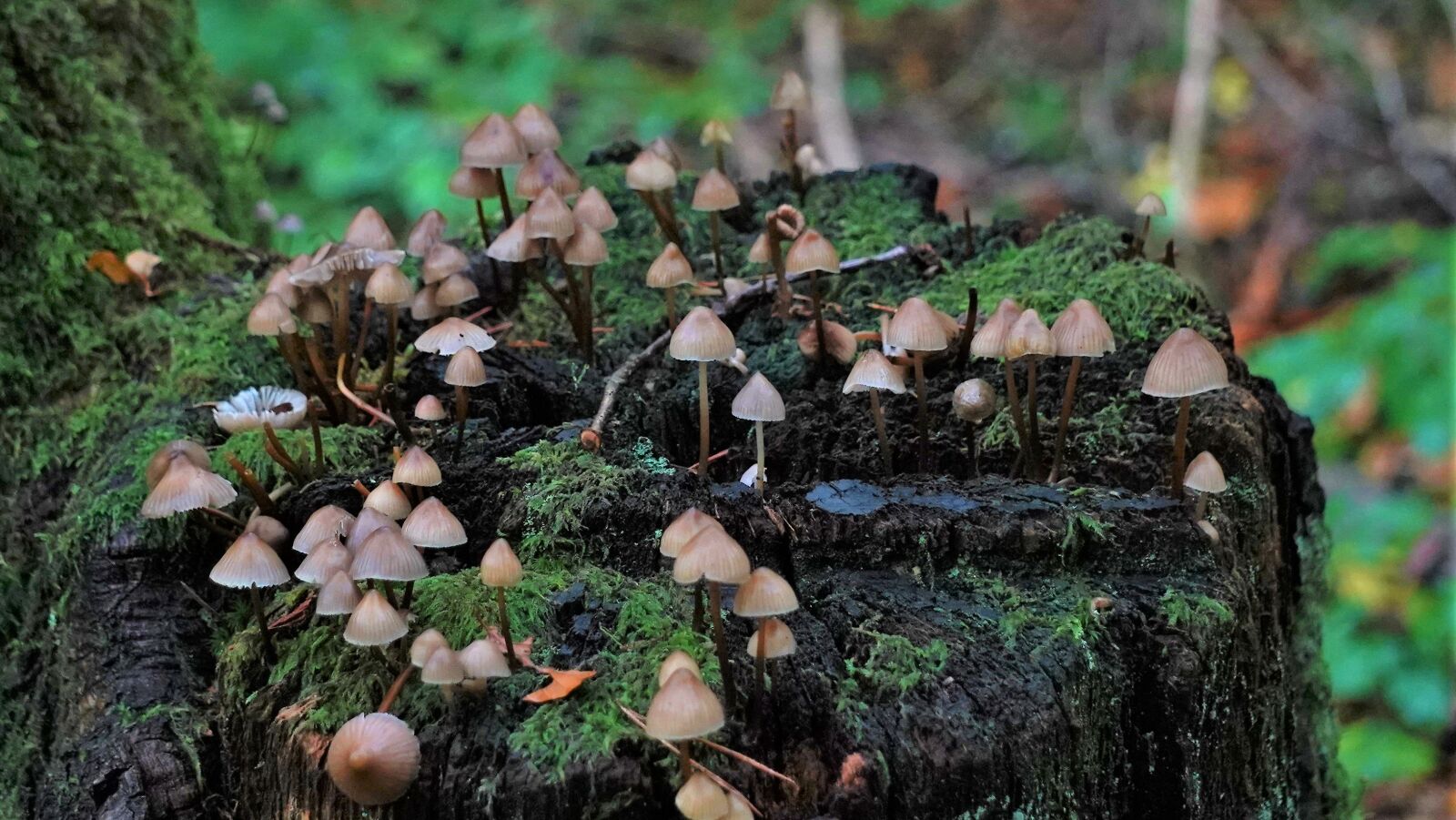 Sony a7 III + Sony E 55-210mm F4.5-6.3 OSS sample photo. Mushrooms, toadstools, fungi photography