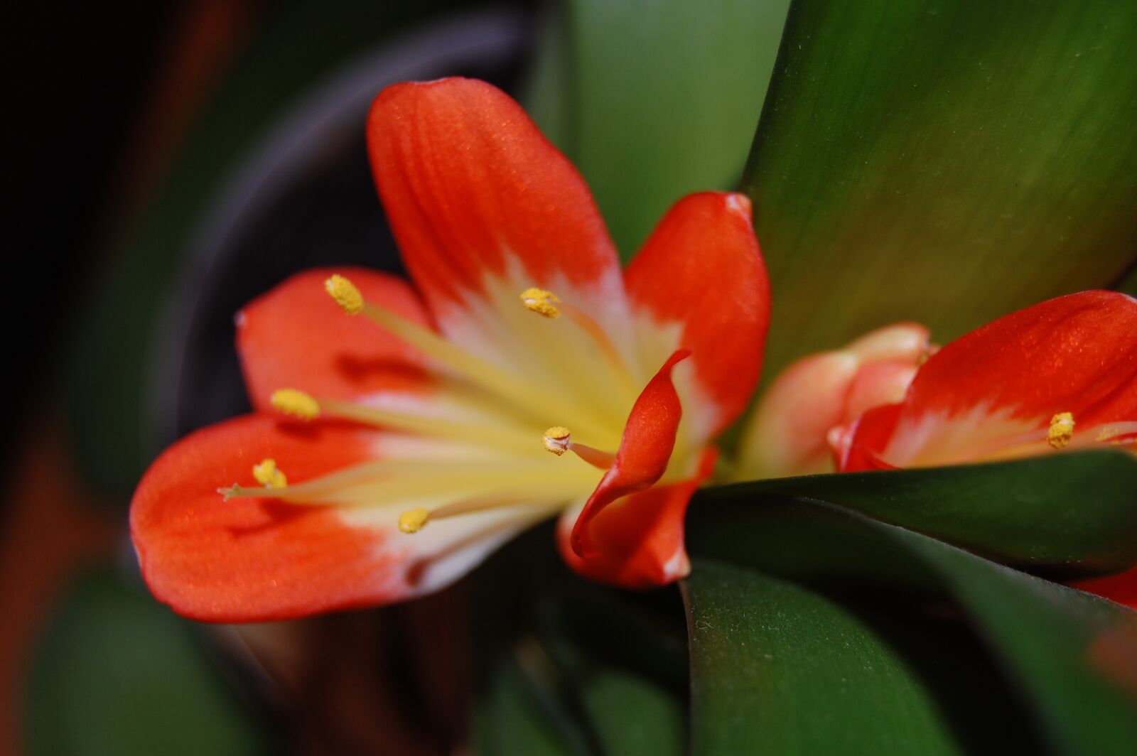 Nikon D40 sample photo. Flower, garden, plant photography