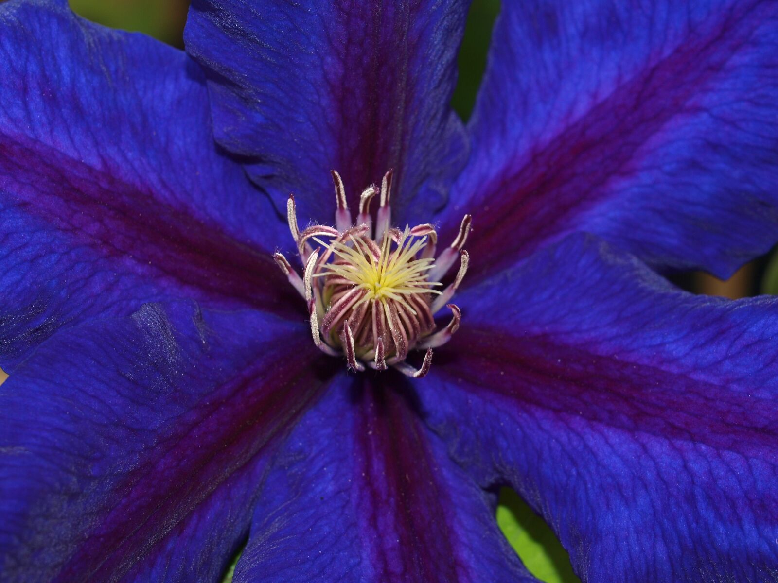 Olympus E-520 (EVOLT E-520) sample photo. Flower, nature, outdoors photography