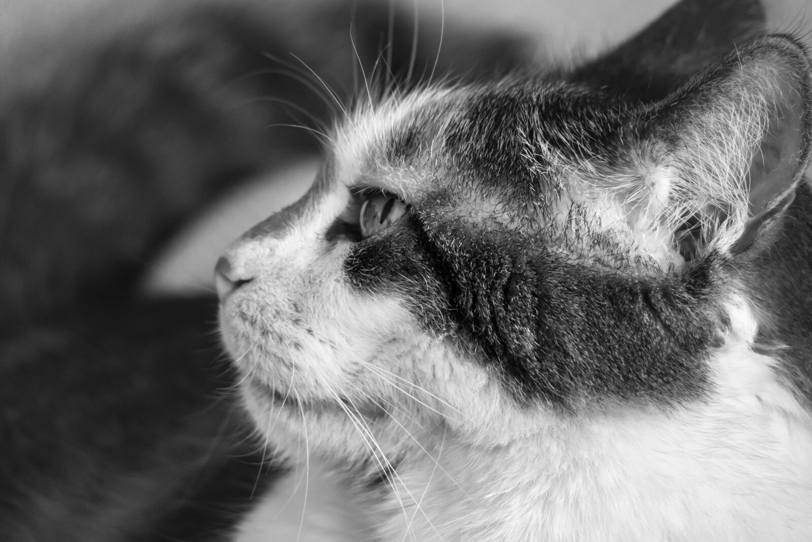 Canon PowerShot G3 X sample photo. Cat, lucky cat, domestic photography