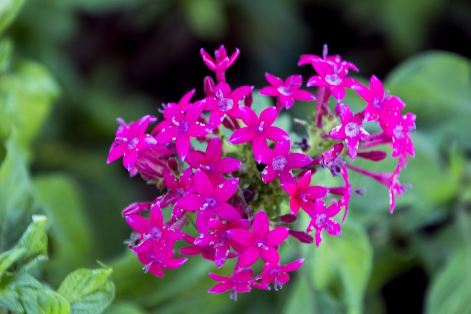 Canon EOS 700D (EOS Rebel T5i / EOS Kiss X7i) sample photo. Rosa, ornamental flower, garden photography