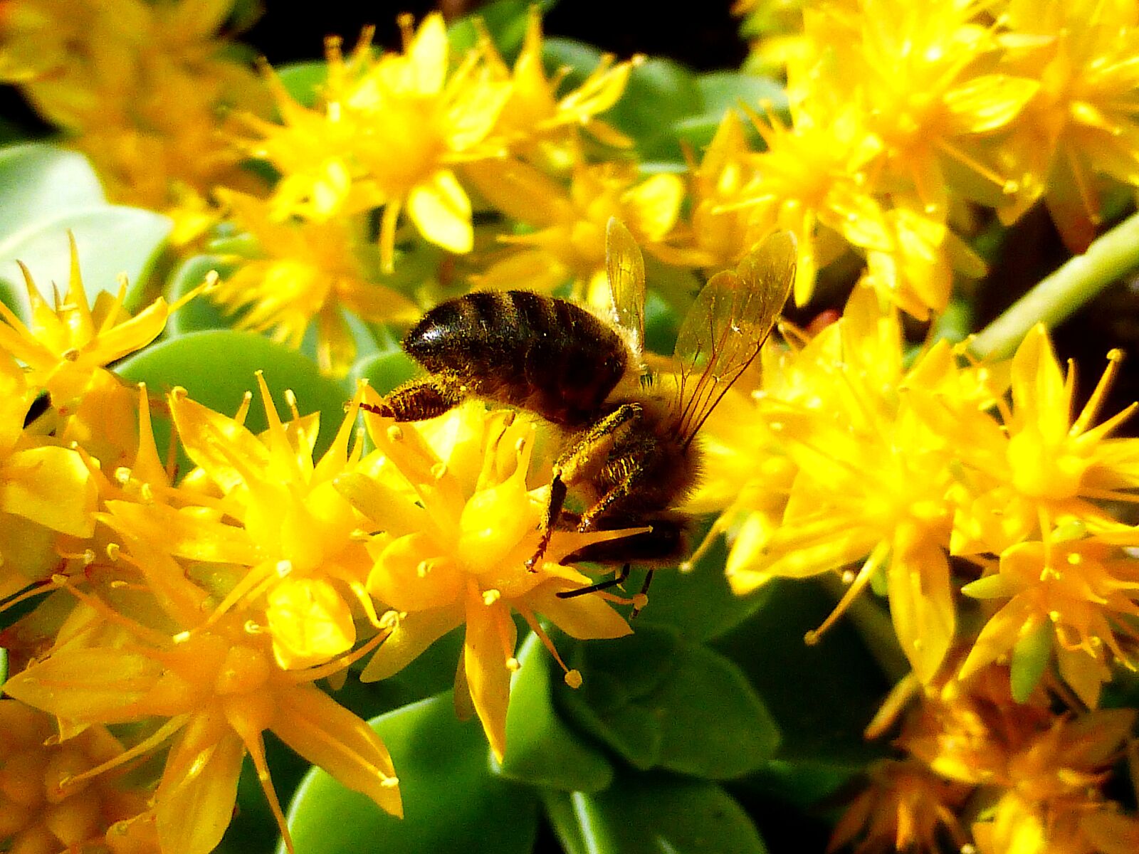 Panasonic Lumix DMC-ZS25 (Lumix DMC-TZ35) sample photo. Insect, bee, honey photography