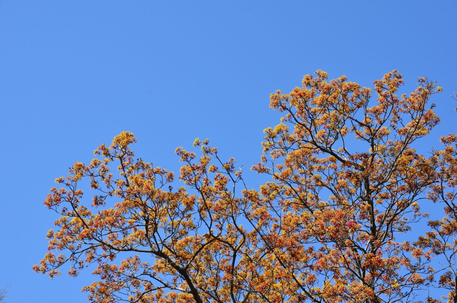 Nikon D7000 sample photo. Sky, tree, blue photography