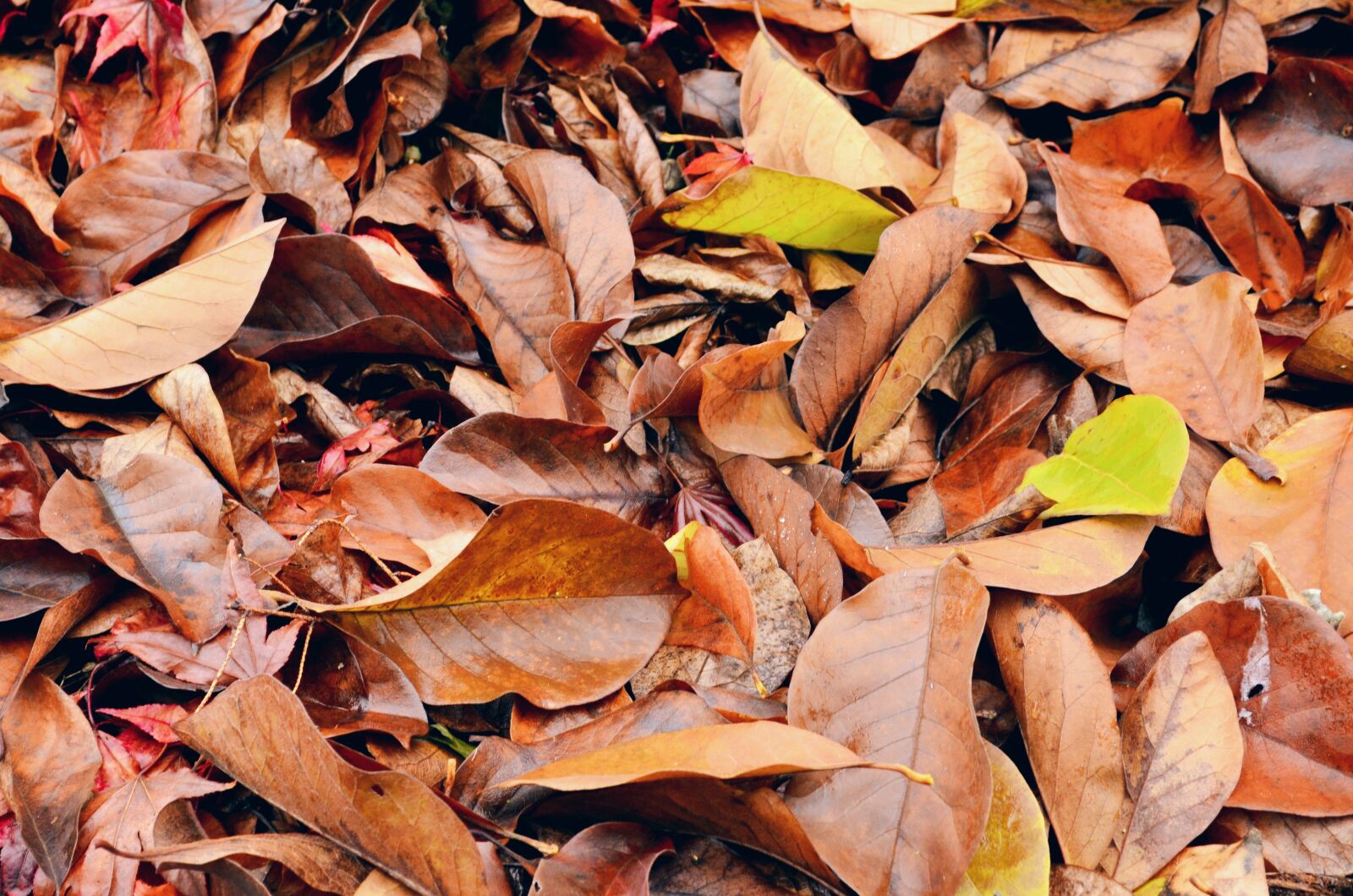 Nikon D5100 sample photo. Fall, leaves, autumn photography