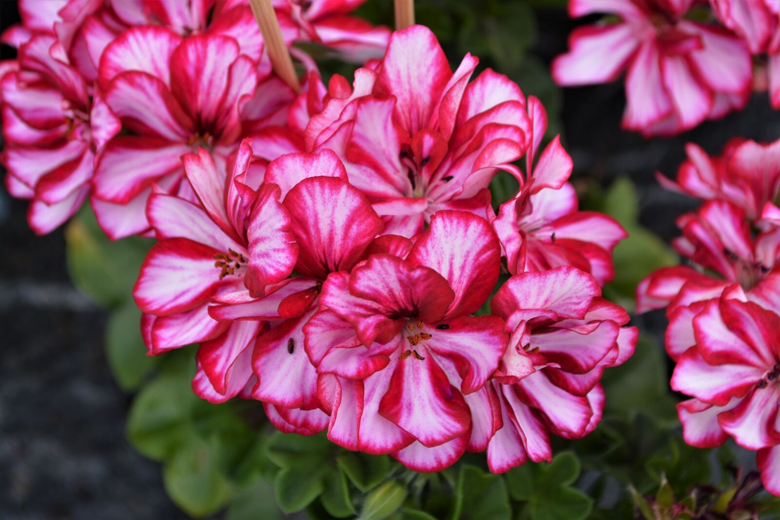 Nikon D5200 sample photo. Pink, red, blossom photography