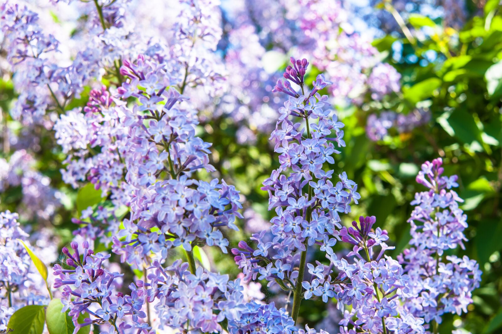 Nikon D300S sample photo. Flowers, lilac, lilac flowers photography