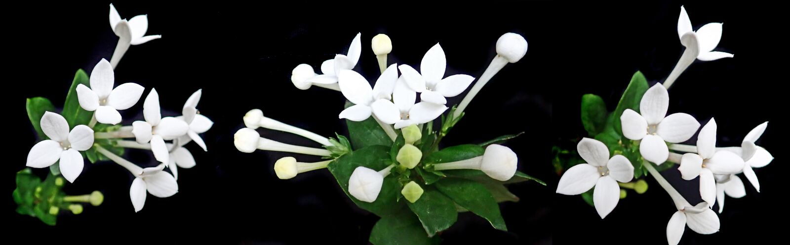 Olympus TG-5 sample photo. Flowers, white, bouvardia photography