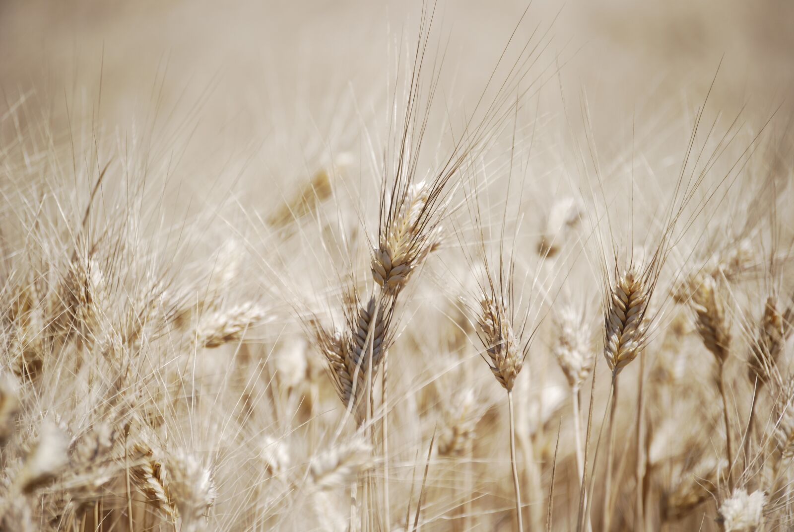Nikon D60 sample photo. Wheat, ears, field photography
