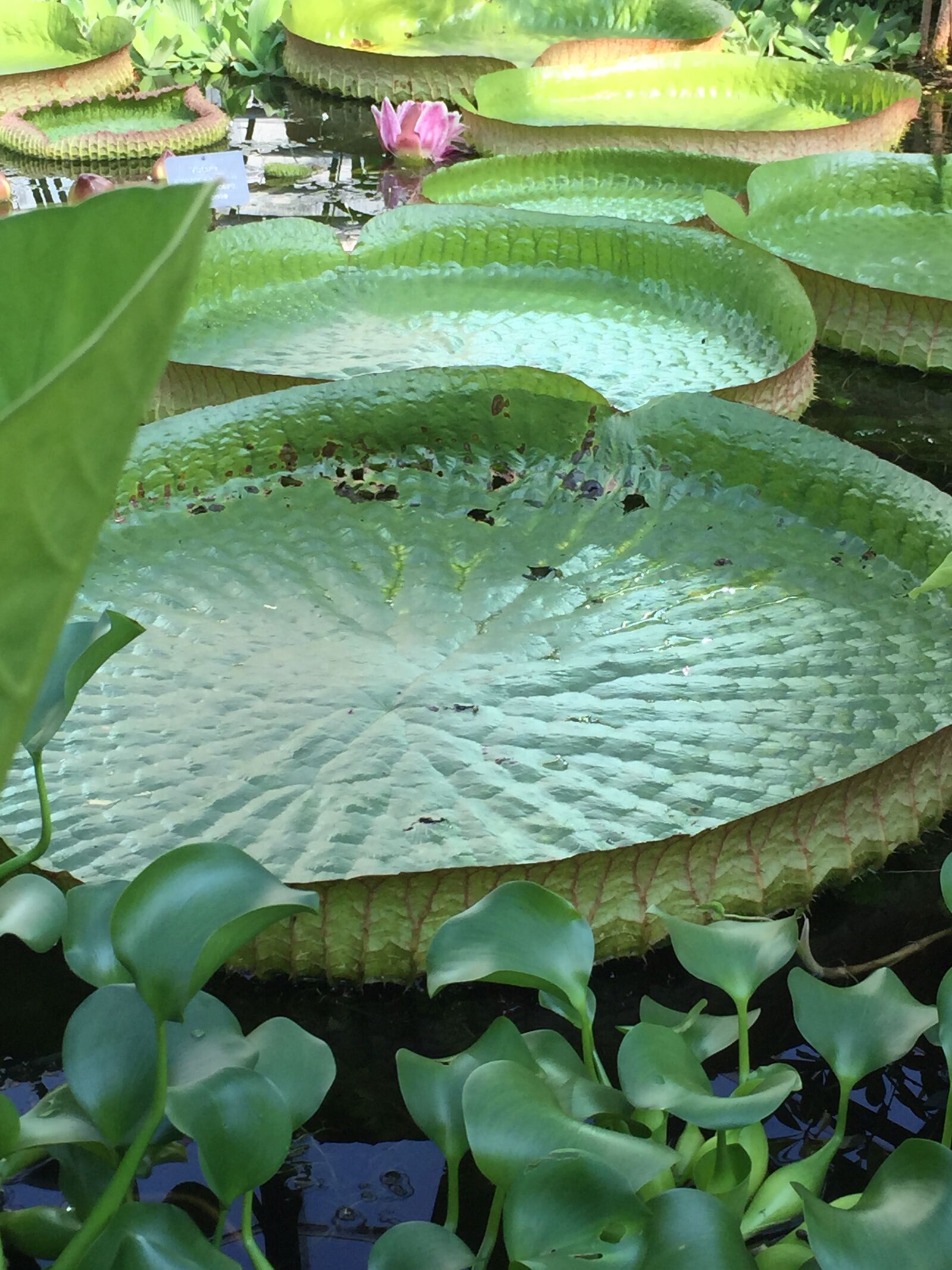 Apple iPhone 6 sample photo. Lilly leaf, green, botany photography