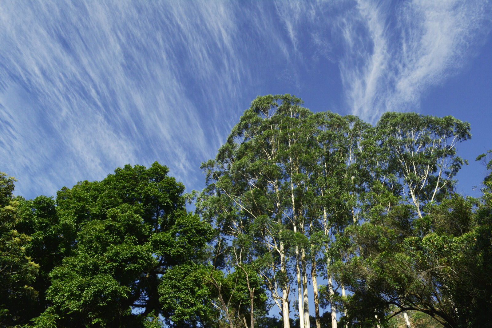 Nikon D5200 sample photo. Christmas, tree, cloud photography
