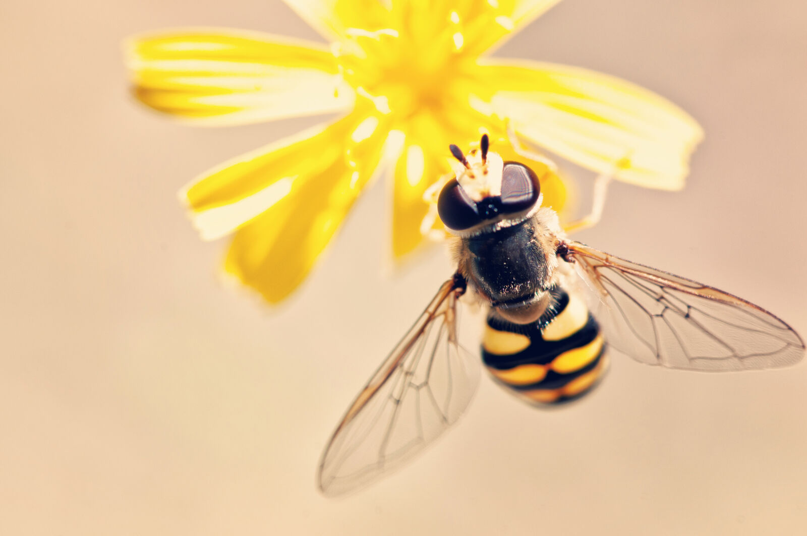 Nikon D300S sample photo. Antenna, bee, bloom, blossom photography