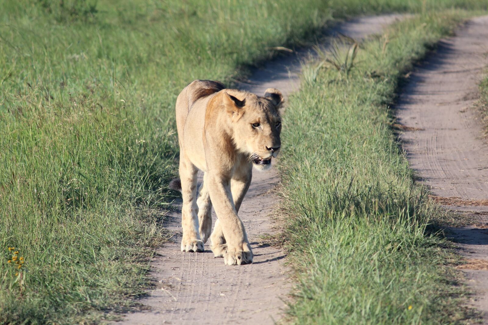 Canon EF-S 55-250mm F4-5.6 IS sample photo. Lioness, wild life, predator photography
