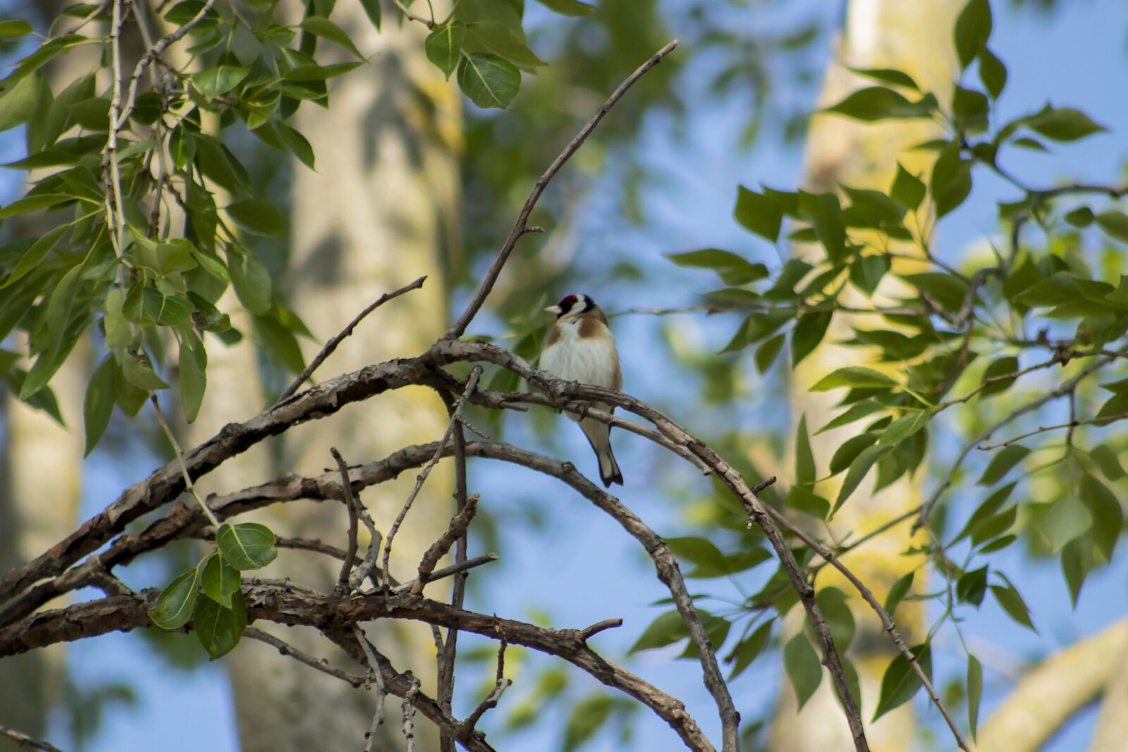 Canon EF75-300mm f/4-5.6 sample photo. European goldfinch, bird, finch photography