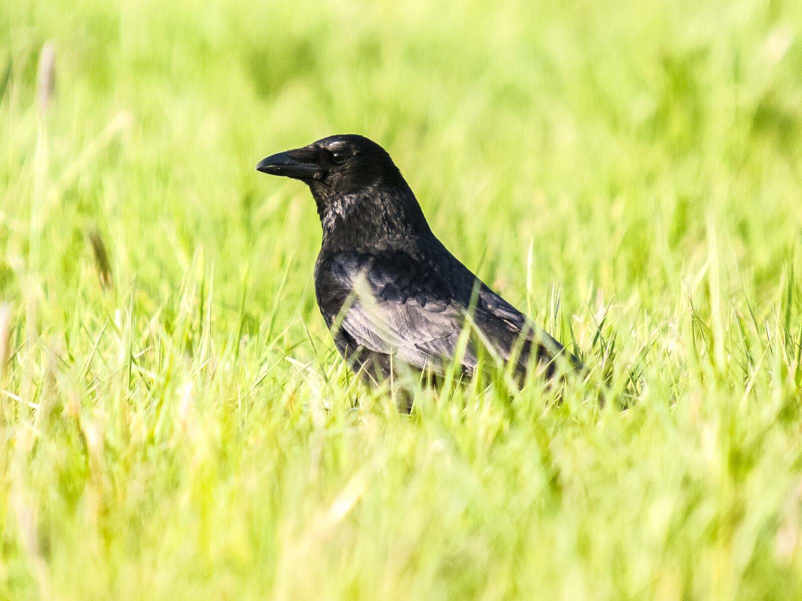 Olympus E-3 sample photo. Crow, carrion crow, raven photography