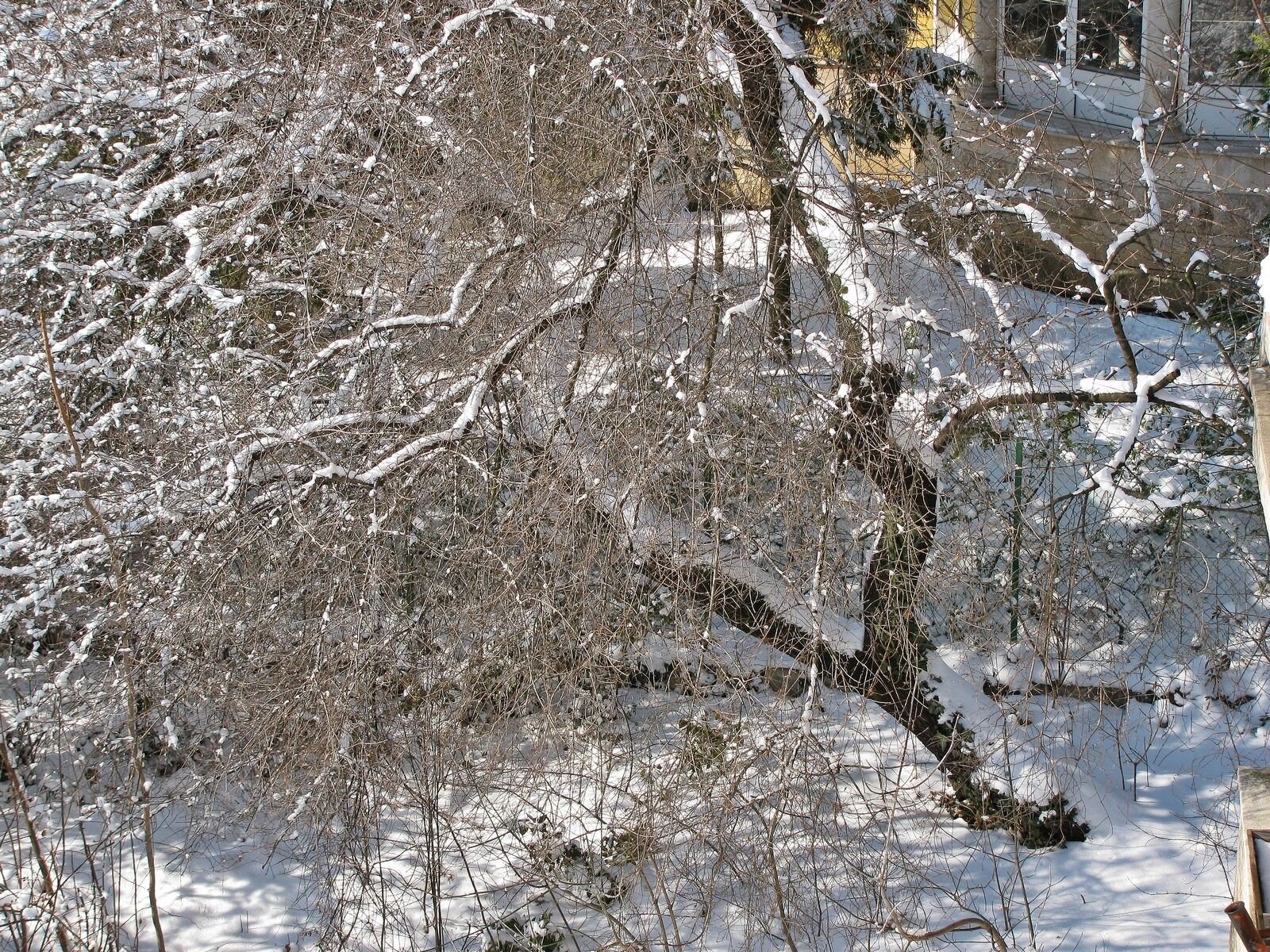Canon PowerShot SX110 IS sample photo. Winter, snow, trees photography
