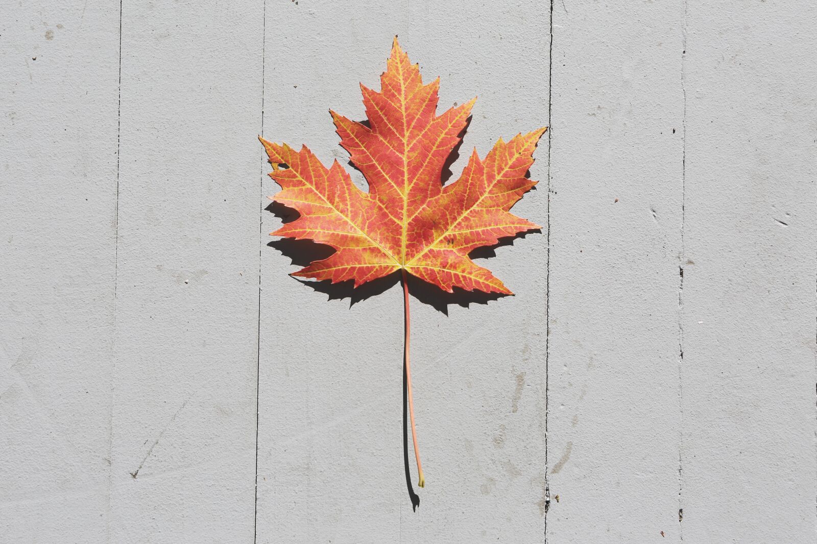 Canon EF 24-70mm F2.8L USM sample photo. Maple leaf, fall, autumn photography
