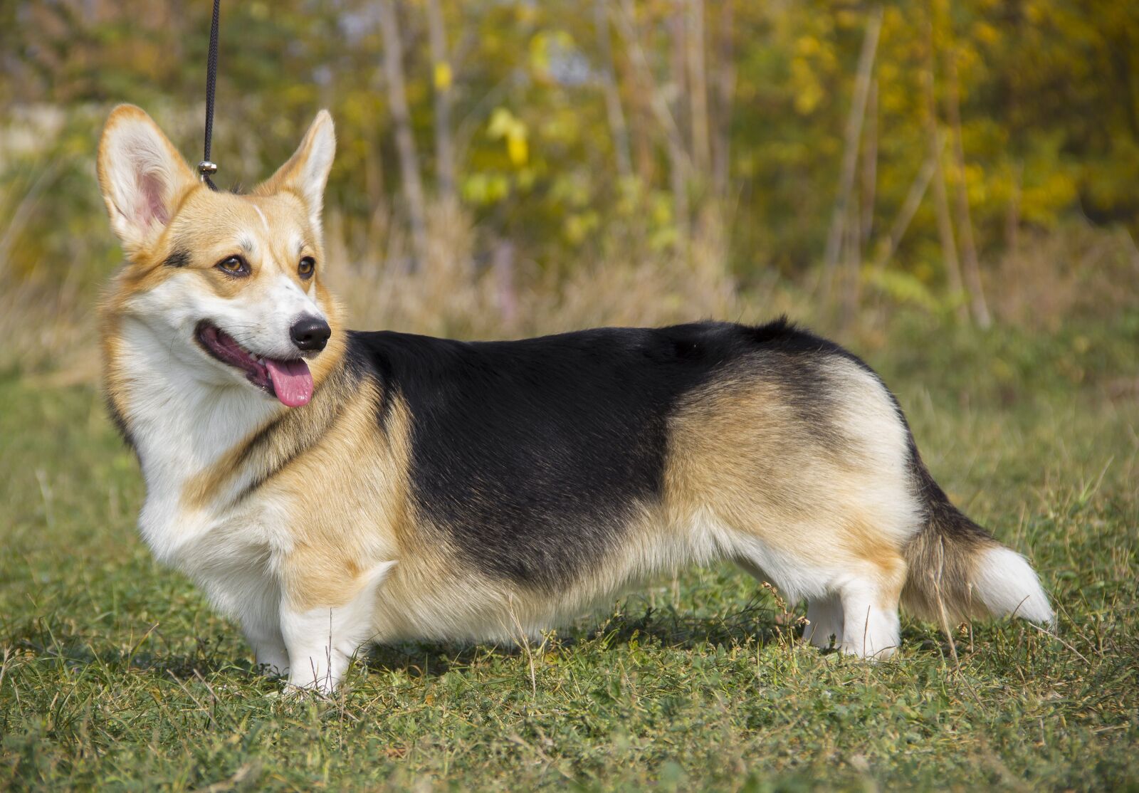 Canon EOS 550D (EOS Rebel T2i / EOS Kiss X4) sample photo. Welsh corgi pembroke, corgi photography