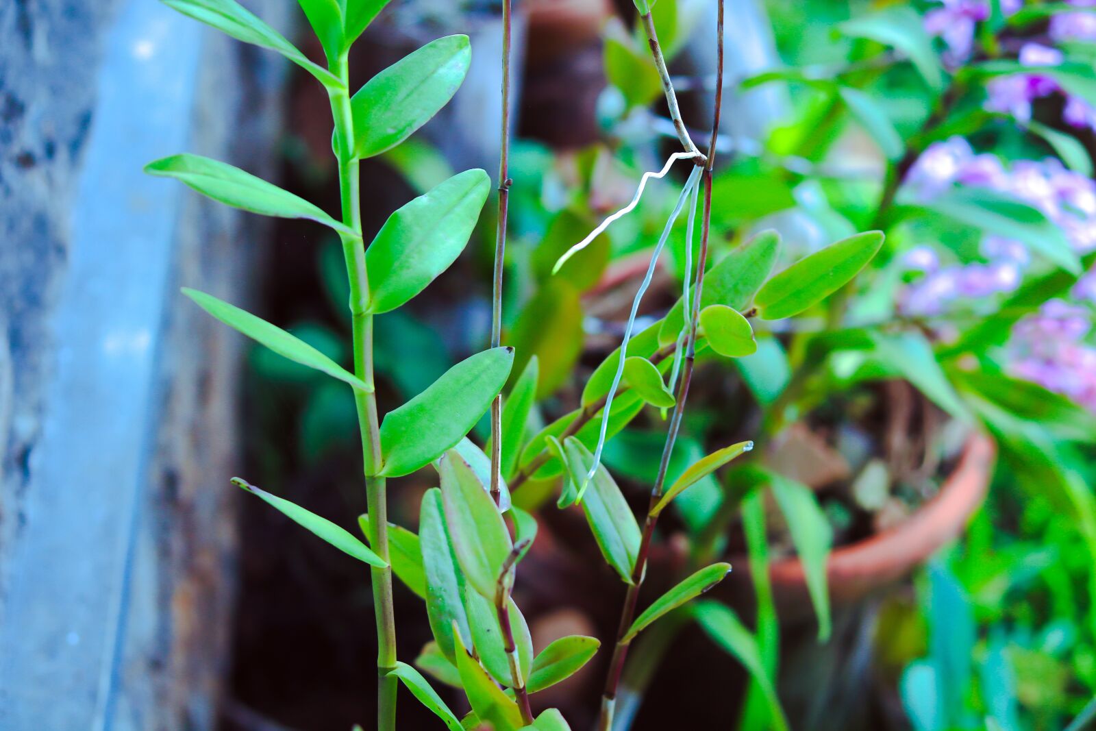 Canon EOS 750D (EOS Rebel T6i / EOS Kiss X8i) + Canon EF 50mm F1.8 STM sample photo. Plant, vine, sharp photography