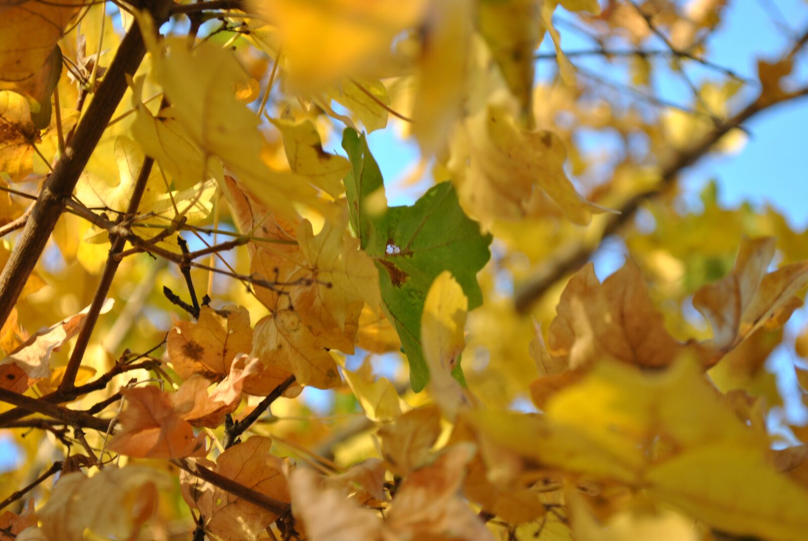Nikon D3000 sample photo. Autumn, fall, leaves photography