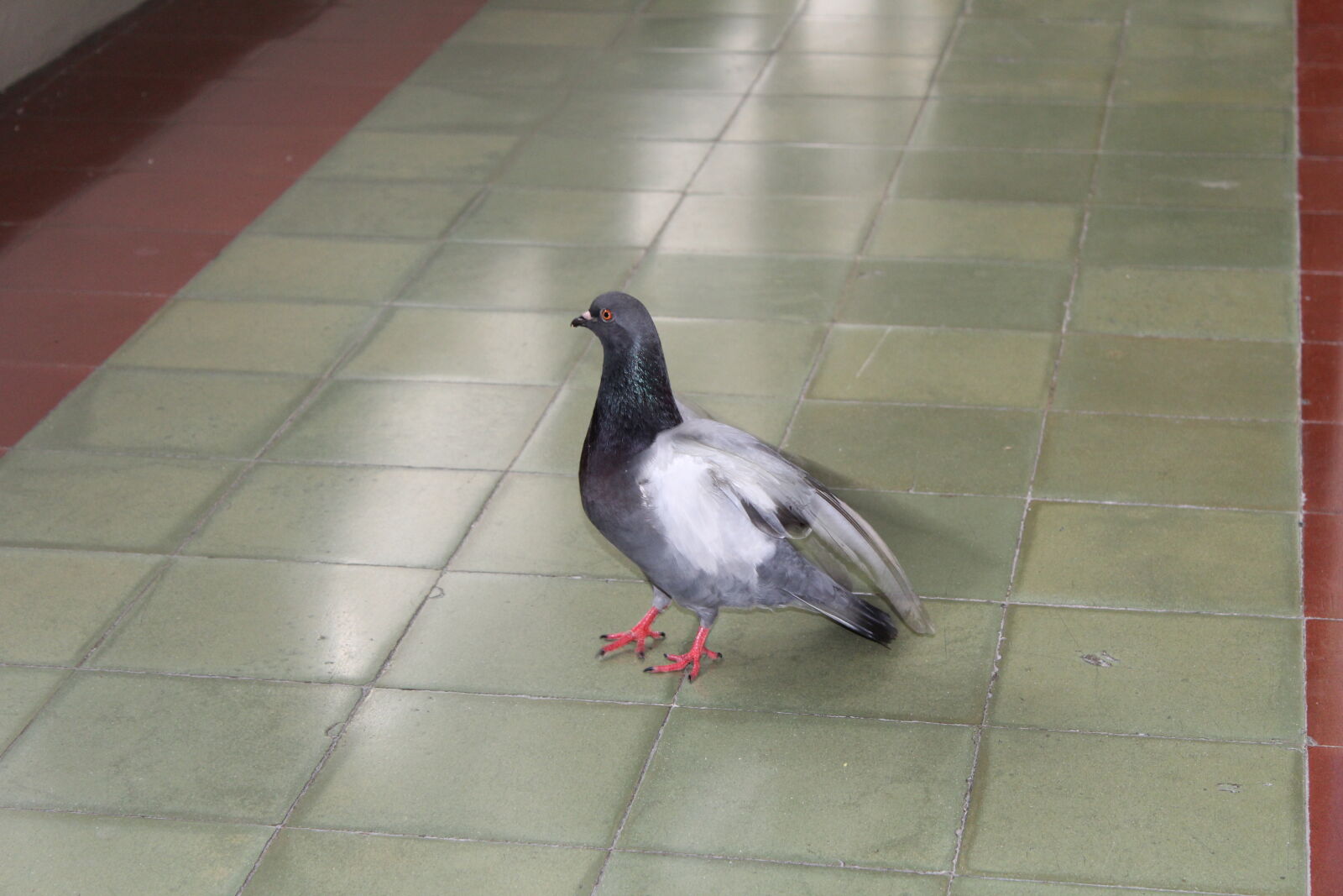 Canon EOS 1300D (EOS Rebel T6 / EOS Kiss X80) sample photo. Dove photography