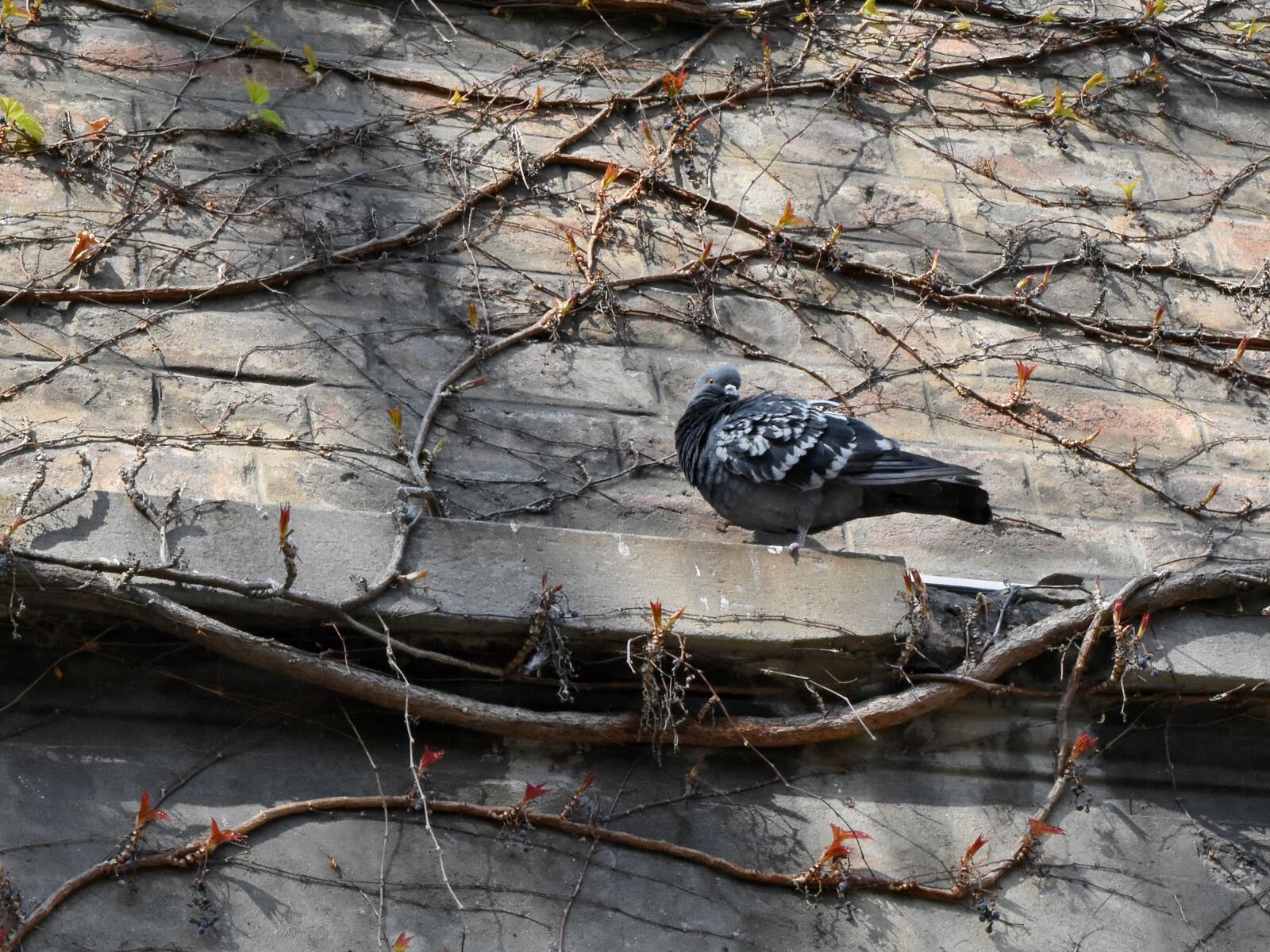 Nikon D5500 sample photo. Pigeon, bird, dove, nature photography