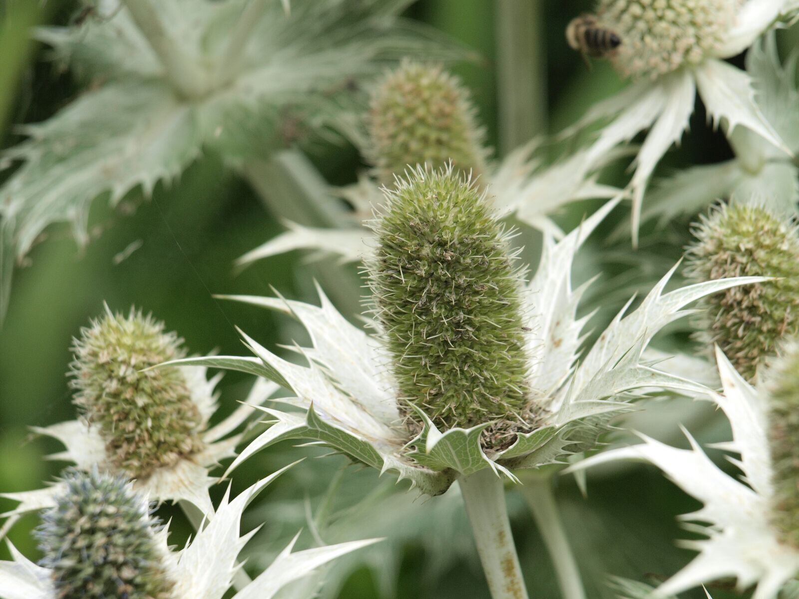 Olympus E-420 (EVOLT E-420) sample photo. Thistle, green, sting photography