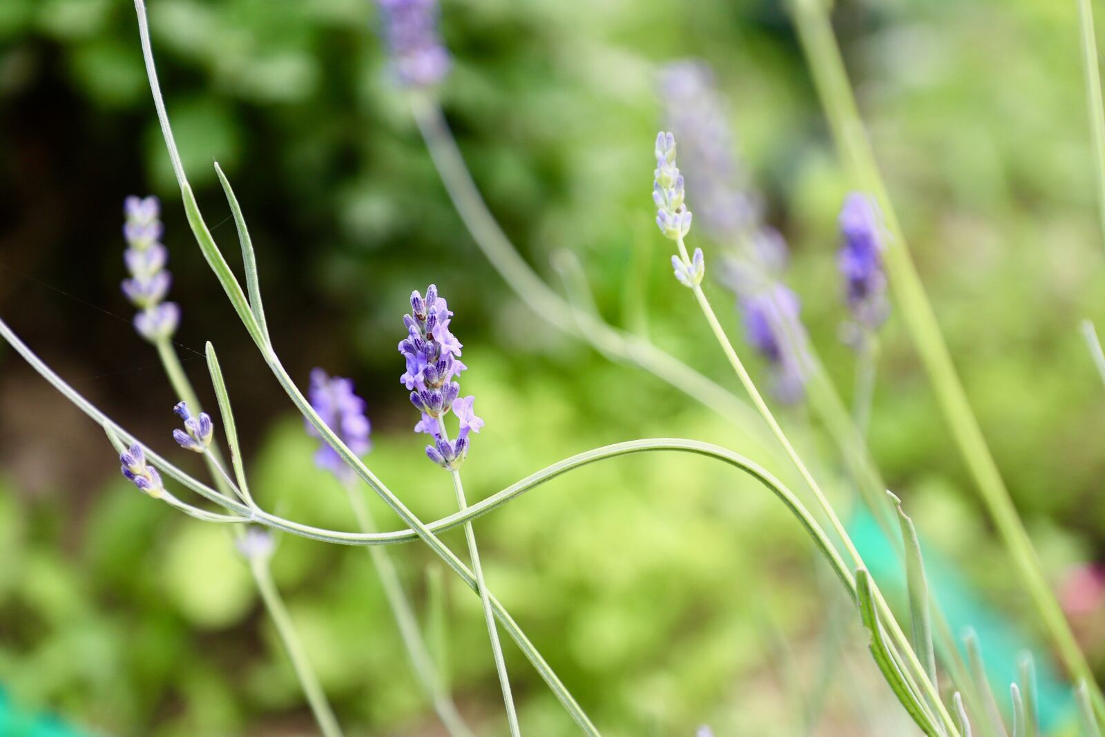 Canon EF 24-105mm F4L IS II USM sample photo. Lavender, green, provence photography