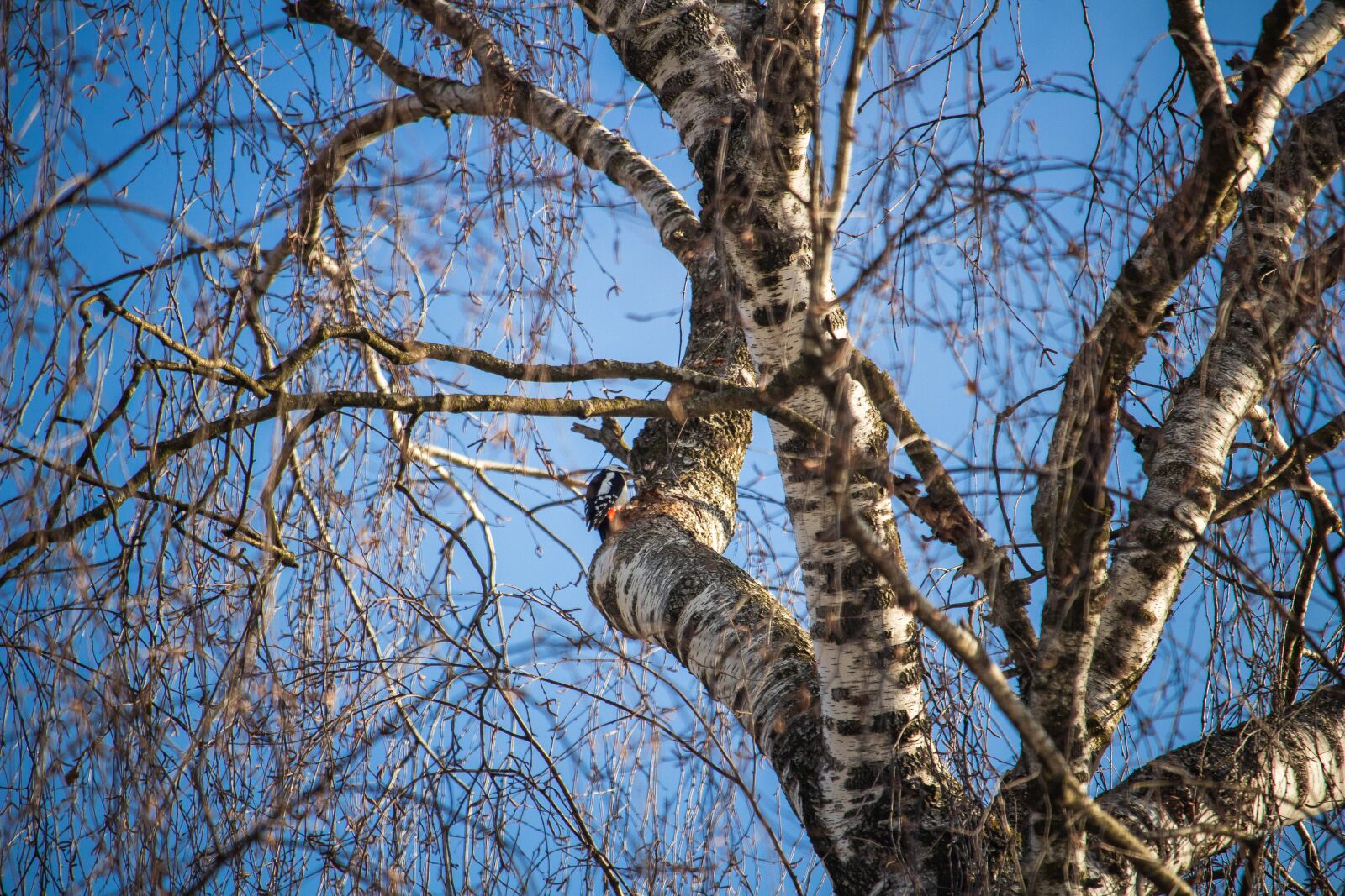 Canon EOS 100D (EOS Rebel SL1 / EOS Kiss X7) sample photo. Woodpecker, bird, birch photography