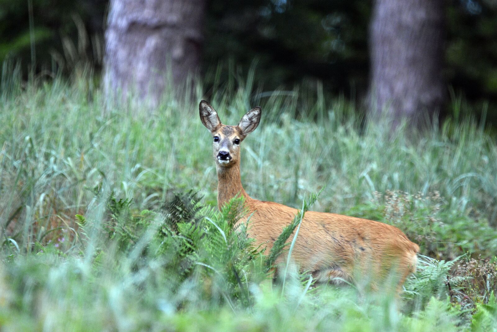 Nikon D3400 sample photo. Deer, sarna, animal photography