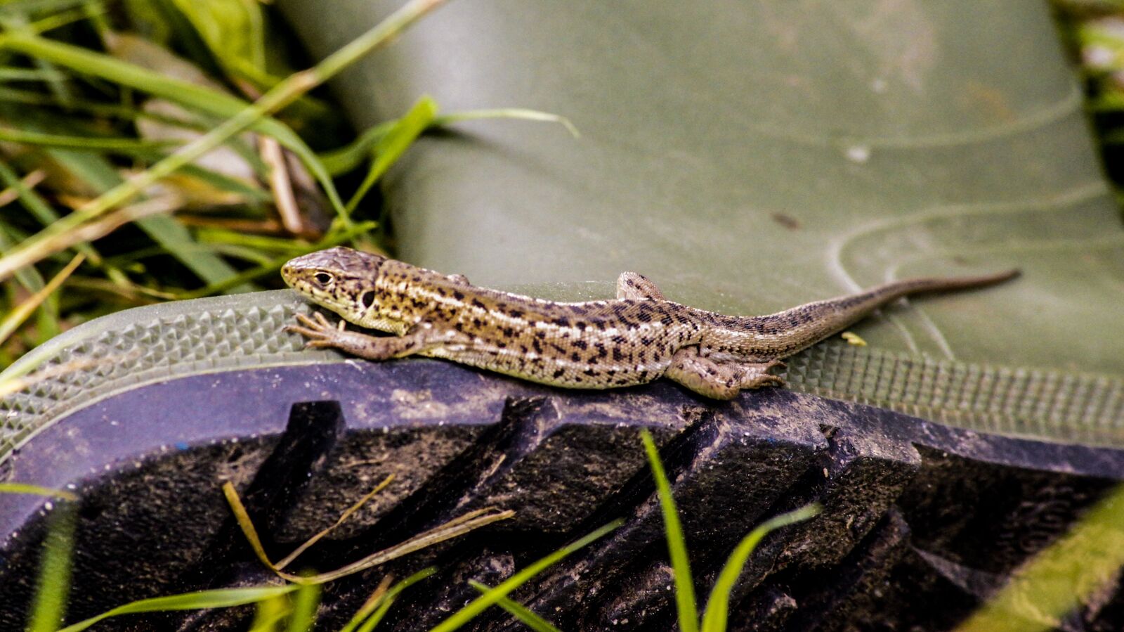 Sony SLT-A55 (SLT-A55V) sample photo. Lizard, macro photo, gy photography