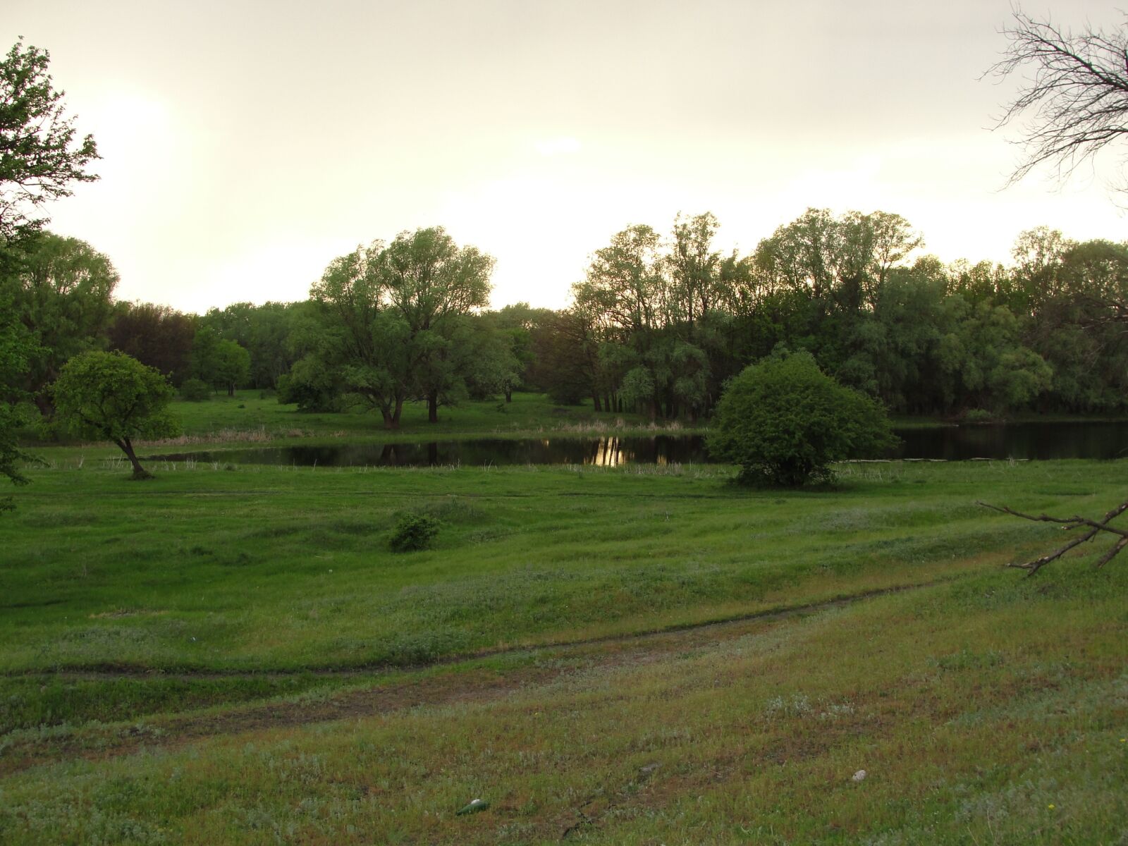 Sony Cyber-shot DSC-H20 sample photo. Forest, the bushes, silence photography