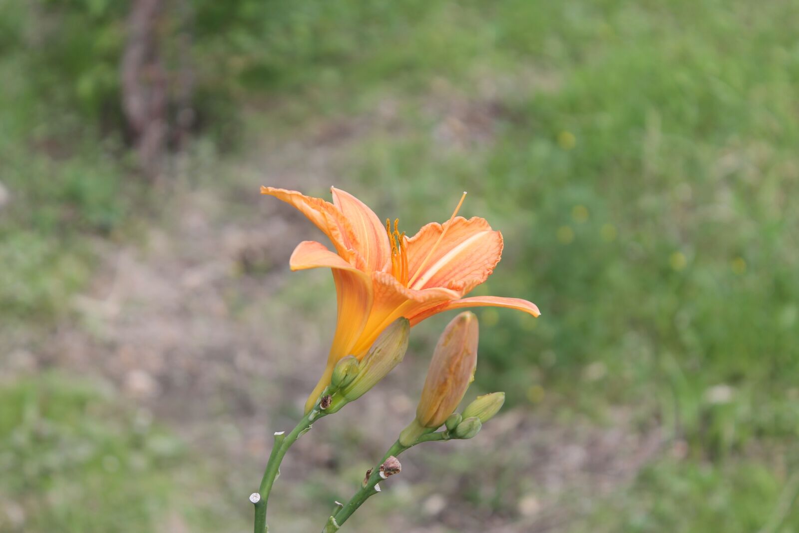 Canon EOS 1100D (EOS Rebel T3 / EOS Kiss X50) sample photo. Flowers, spring, nature photography