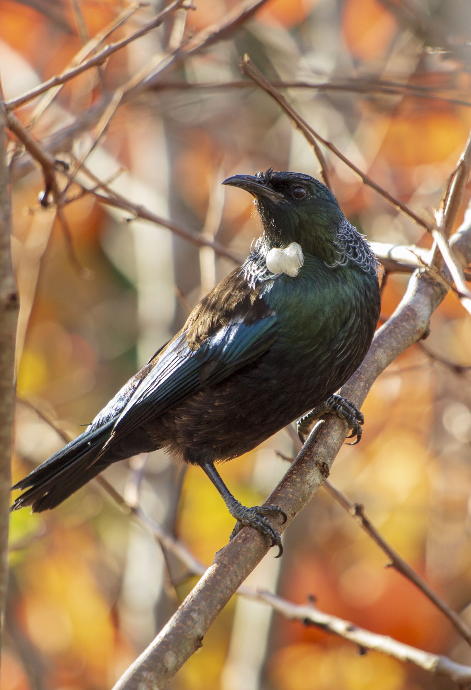 Canon EF 70-300 F4-5.6 IS II USM sample photo. Bird, tui, autumn photography