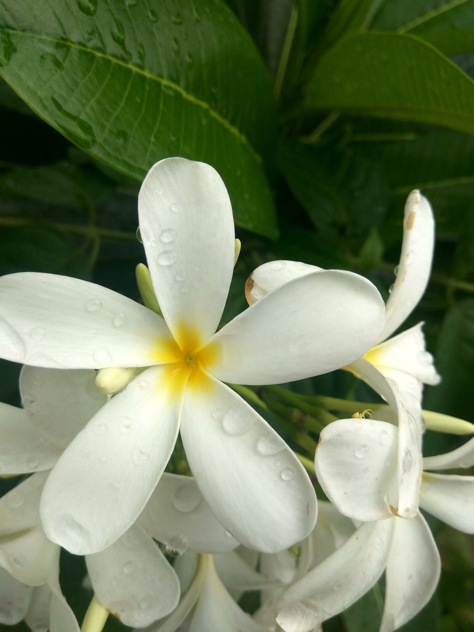 Xiaomi Redmi Note3 sample photo. Flower, white, plant photography