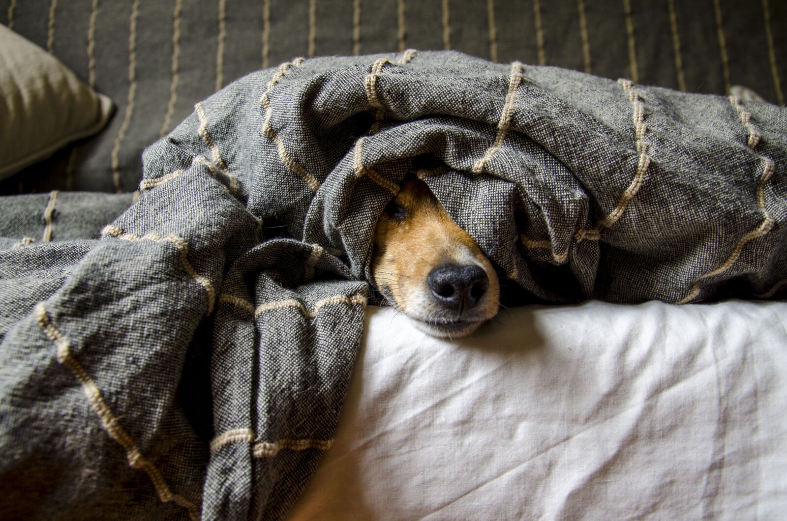 Nikon D7000 sample photo. Dogs, animals, dog photography