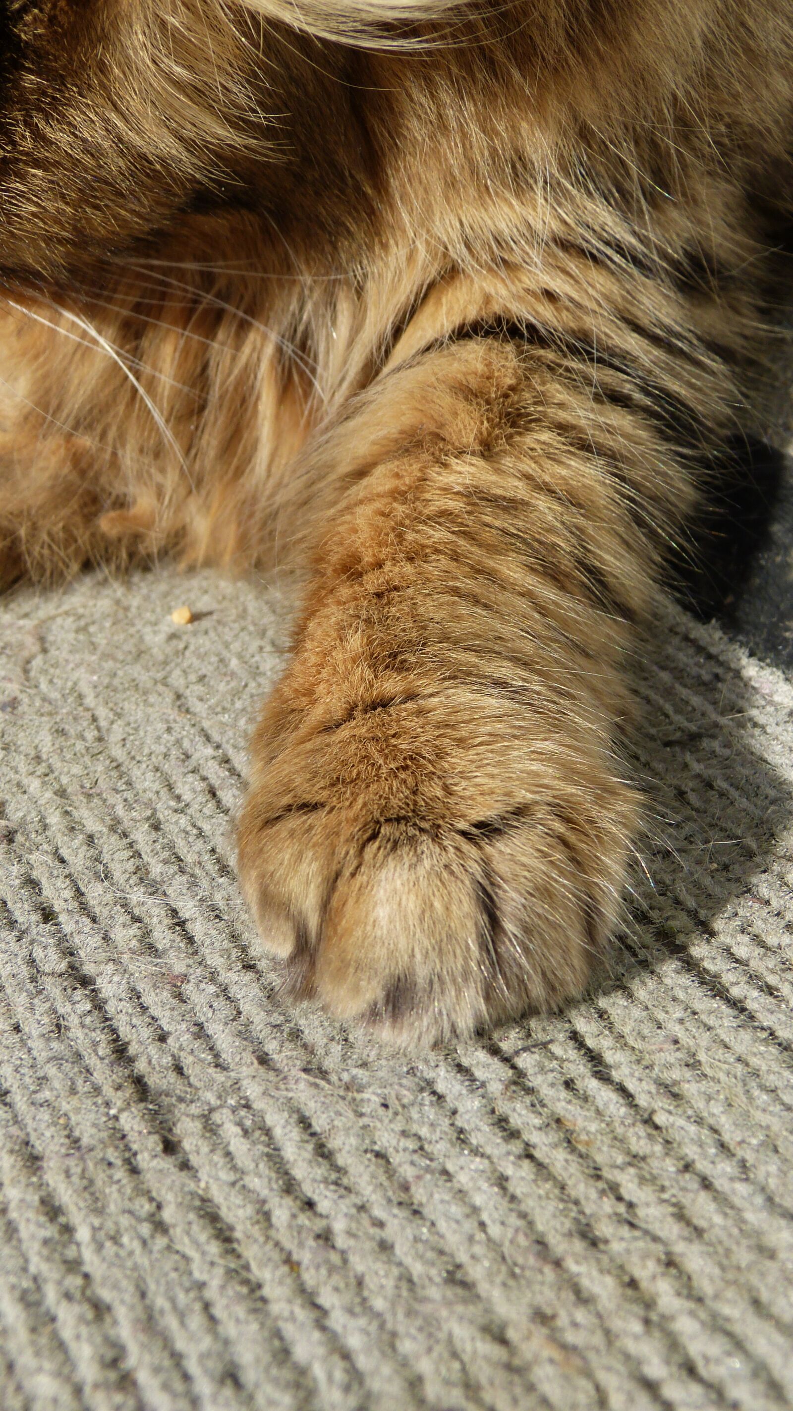 Panasonic Lumix DMC-FZ150 sample photo. Cat, paw, domestic animal photography