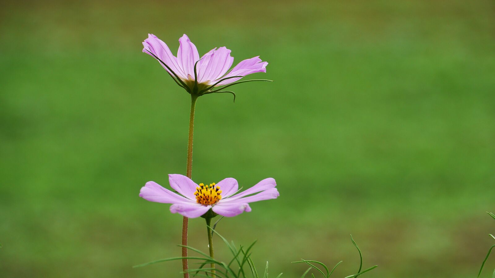 Panasonic Lumix DMC-GH3 sample photo. Cosmos, plants, nature photography