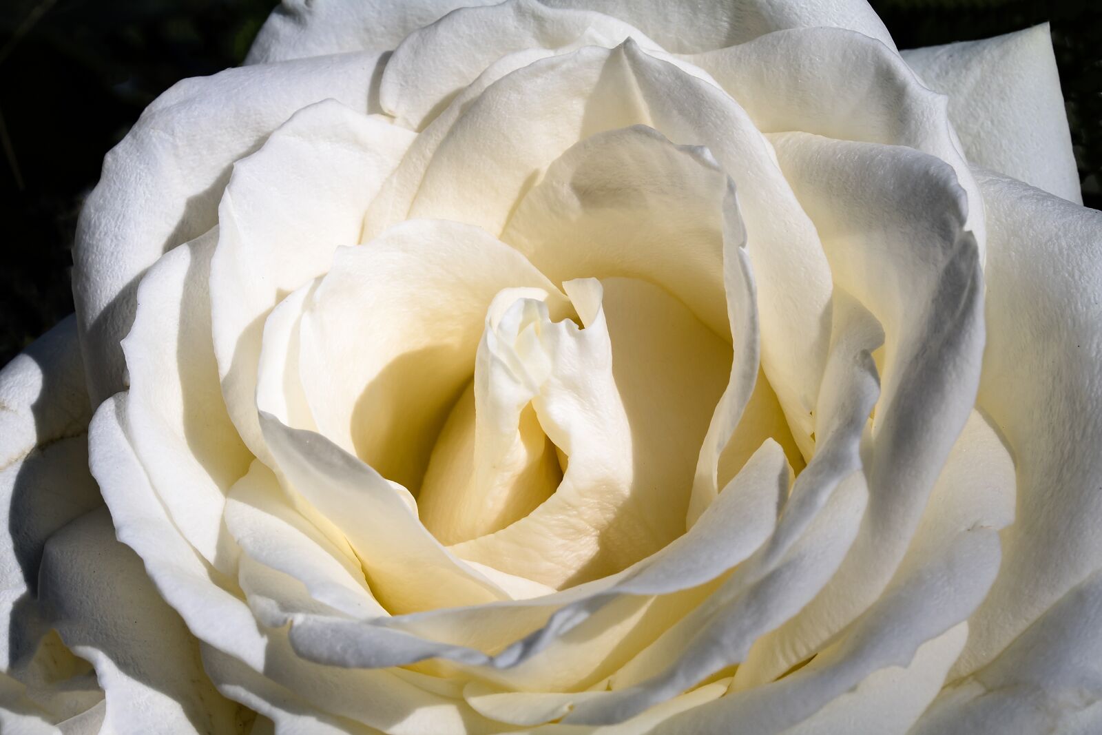 Canon EF-S 60mm F2.8 Macro USM sample photo. Rose, white rose, blossom photography