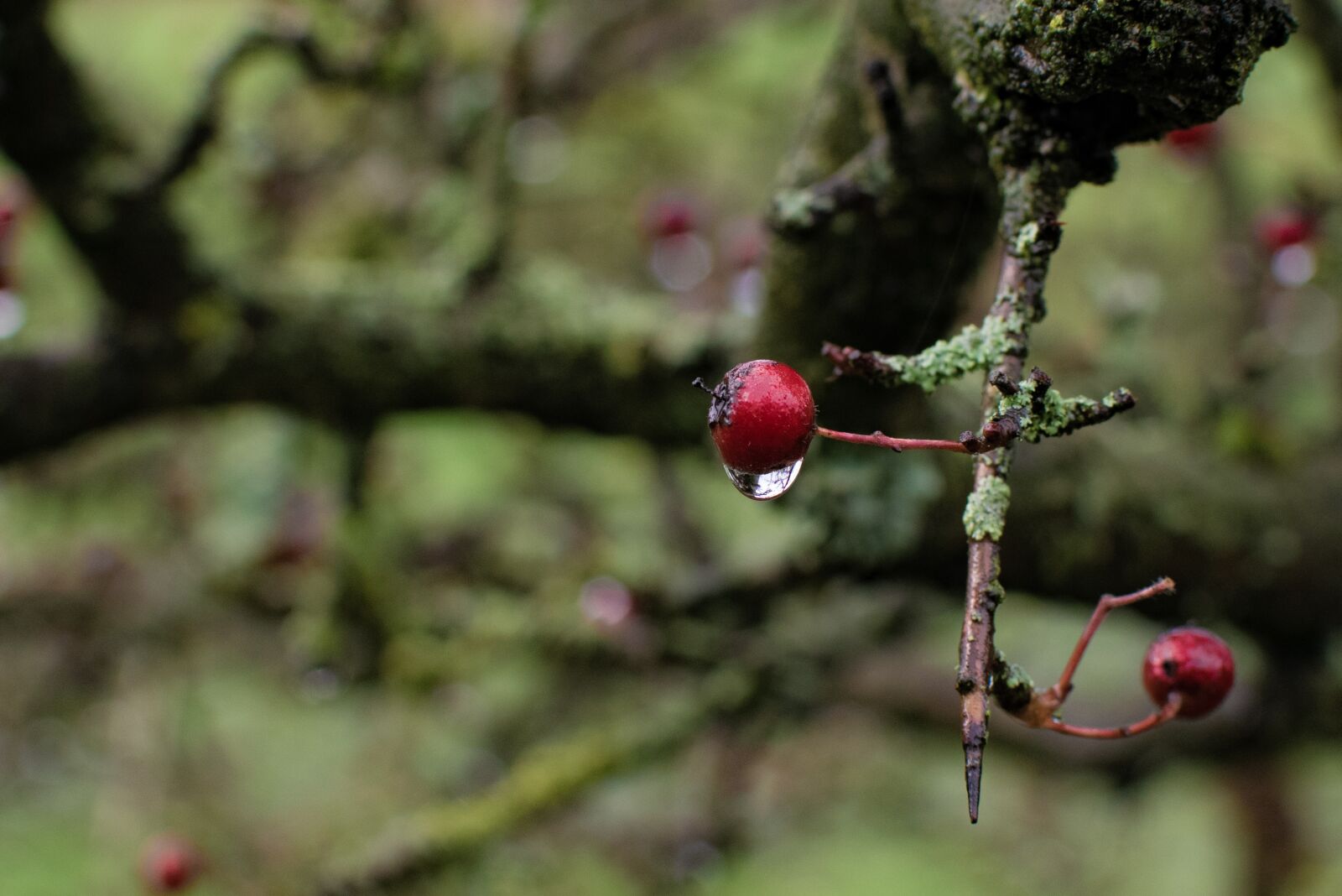 Nikon D3300 sample photo. Crategus, hawthorn, quickthorn photography