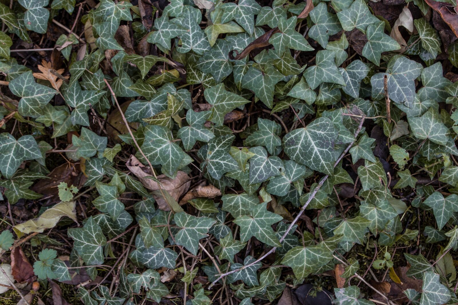Canon EOS 600D (Rebel EOS T3i / EOS Kiss X5) sample photo. Autumn colours, autumn leaf photography