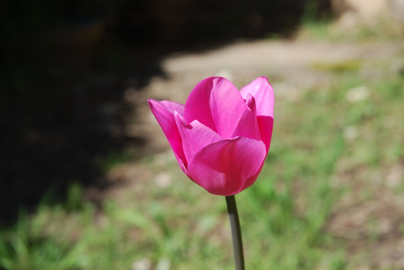 Nikon D60 sample photo. Tulip, flowers, pink photography
