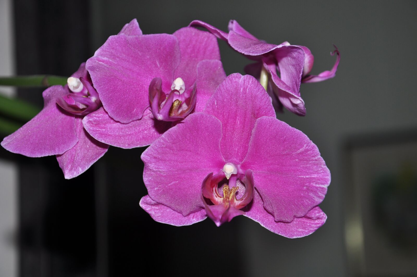 Nikon D90 sample photo. Orchid, pink, tropical photography
