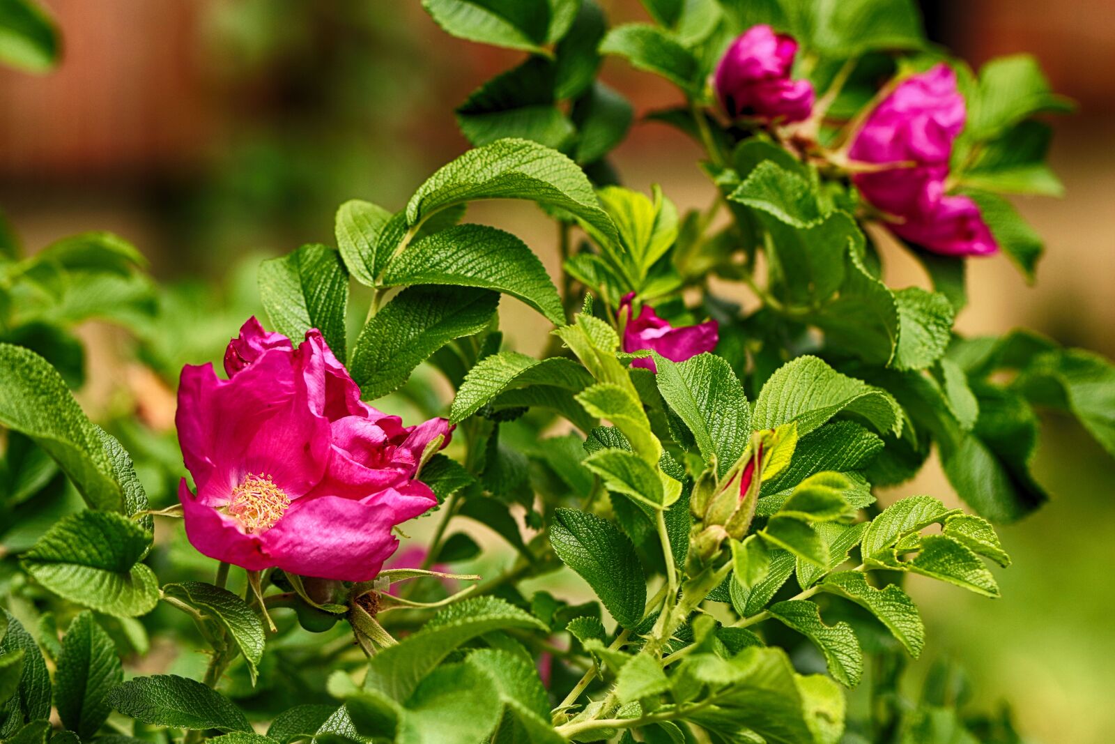 Canon EOS 7D Mark II sample photo. Rosehip, nature, flower photography