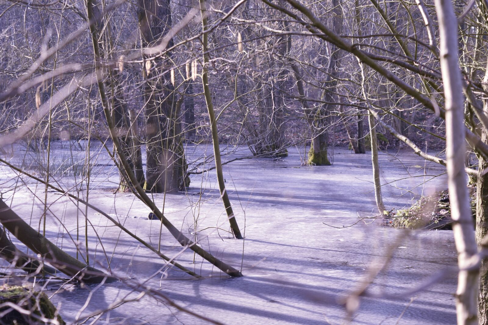 Nikon D3300 sample photo. Frozen, winter forest, cold photography
