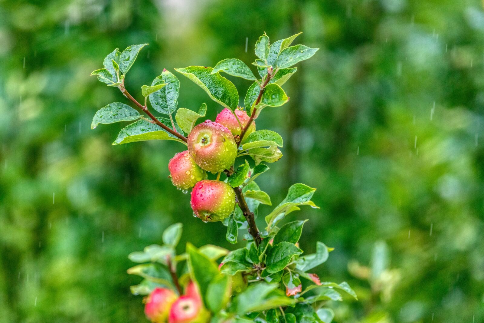 Canon EF 70-200mm F2.8L IS II USM sample photo. Rainy weather, apple, green photography