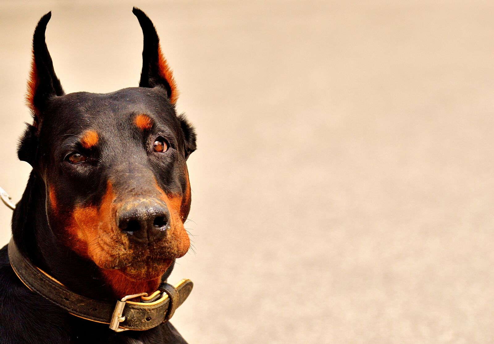 Nikon D3200 sample photo. Doberman, dog, animal world photography