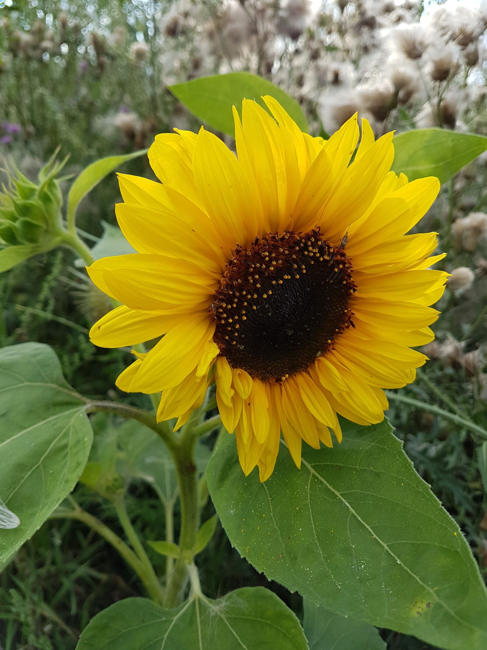 Samsung Galaxy S7 sample photo. Sunflower, garden, summer photography