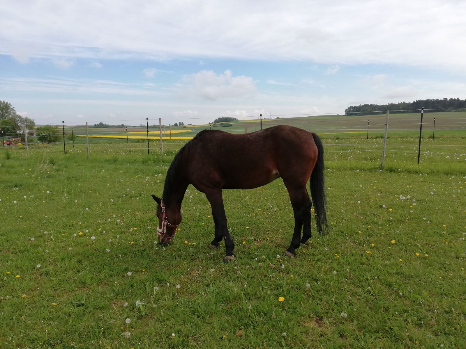HUAWEI P20 lite sample photo. Horse, pony, pasture photography