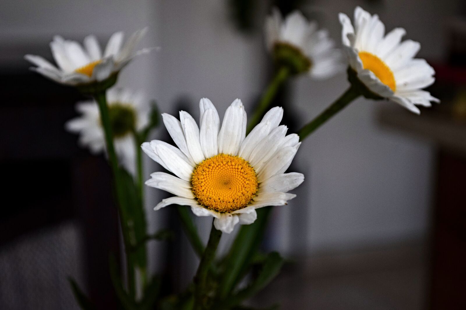 Nikon D5300 sample photo. Perennial, margarétka, flower photography