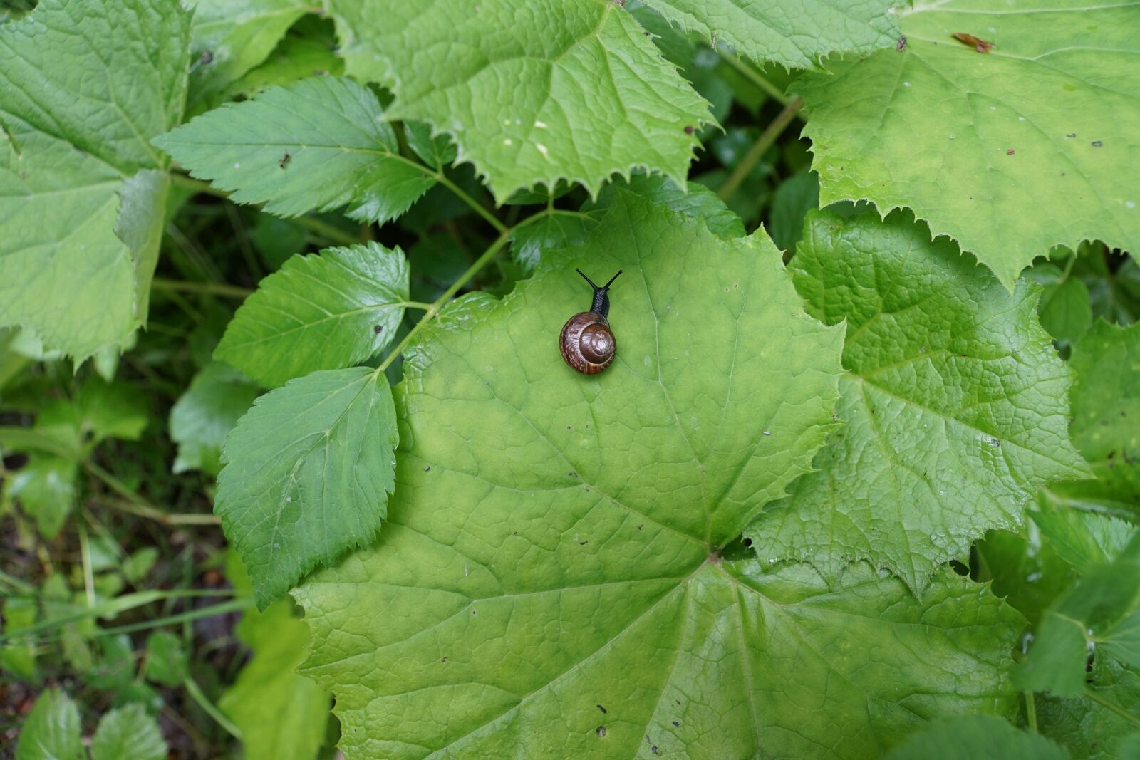 Sony DT 16-50mm F2.8 SSM sample photo. Snail, leaf, green photography